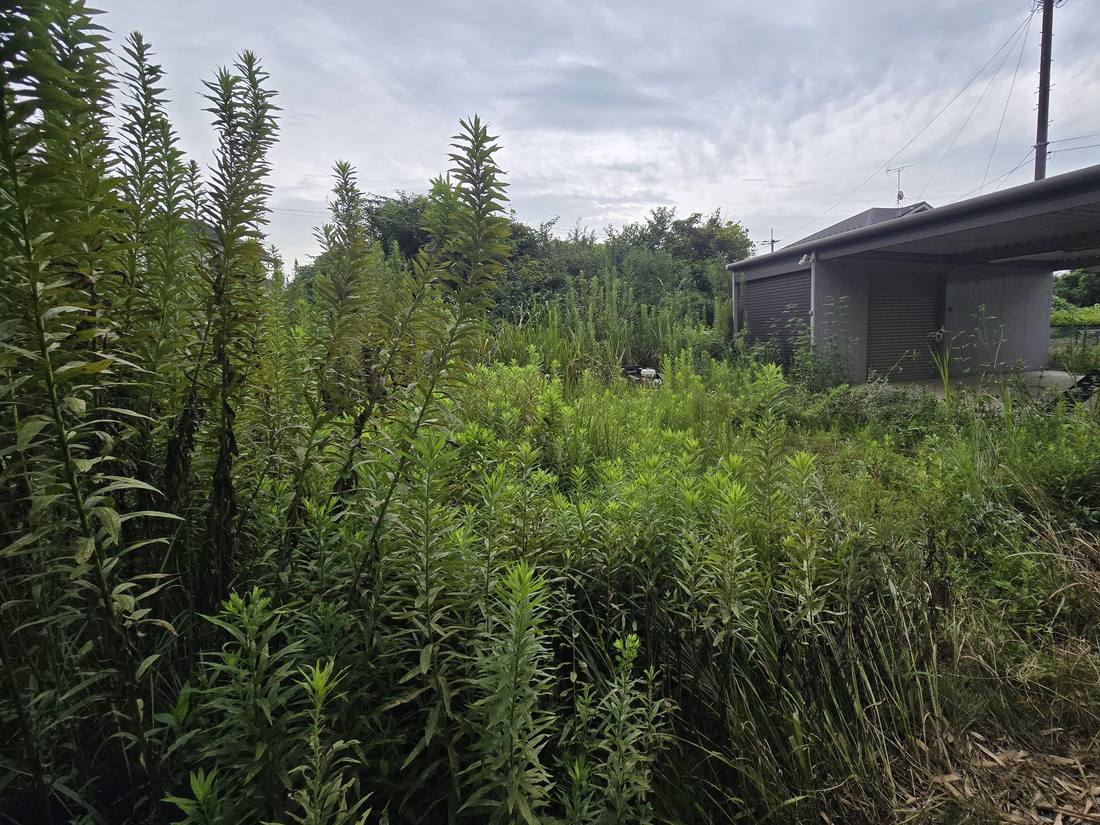 背の高い雑草が一面に伸びた、ガレージ前の空き地