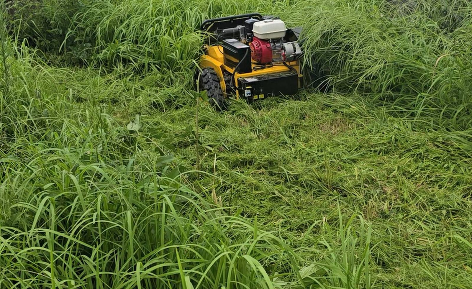 腰の高さを超える草を刈り進むラジコン草刈機